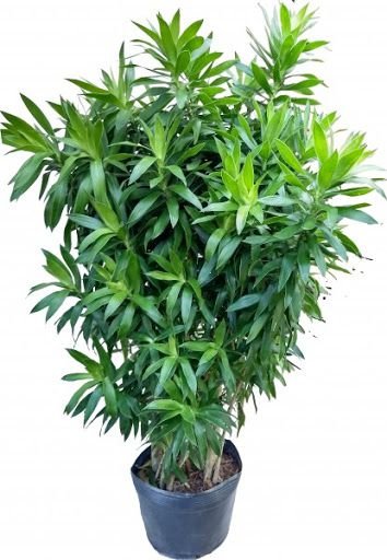 Pleomele Verde